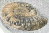 Ammonite (Androgynoceras) Fossil In Concretion - England #316890-3